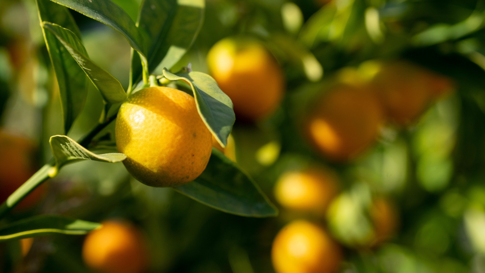 small orange on tree surrounded by leaves close up, background out of focus