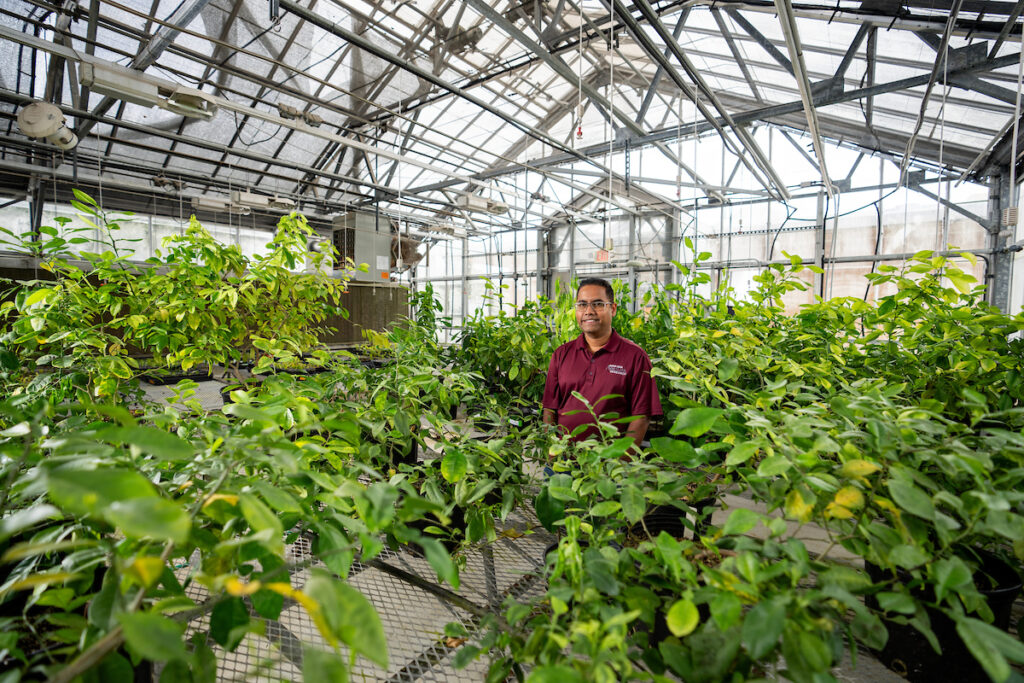 Man in a large citrus greenhouse surrounded by young trees