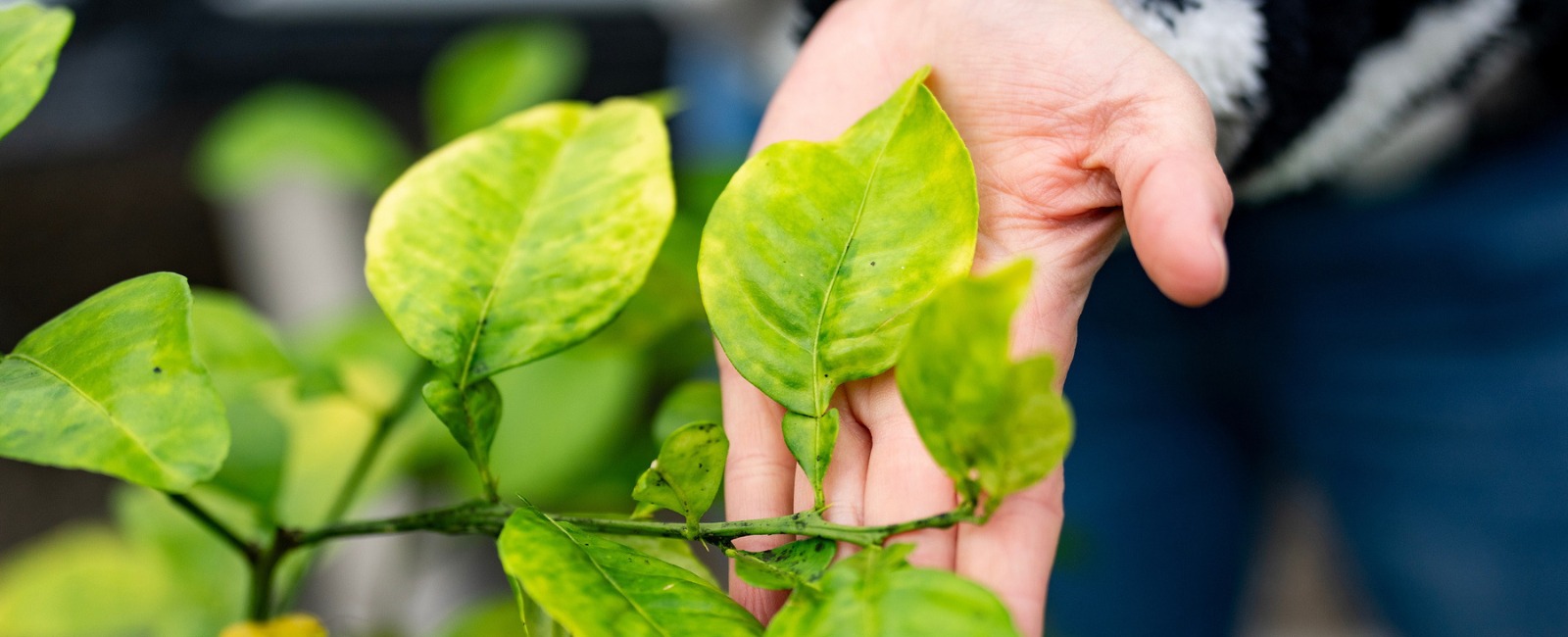 Citrus leaves showing symptoms of greening close up with an open hand holding a leaf.