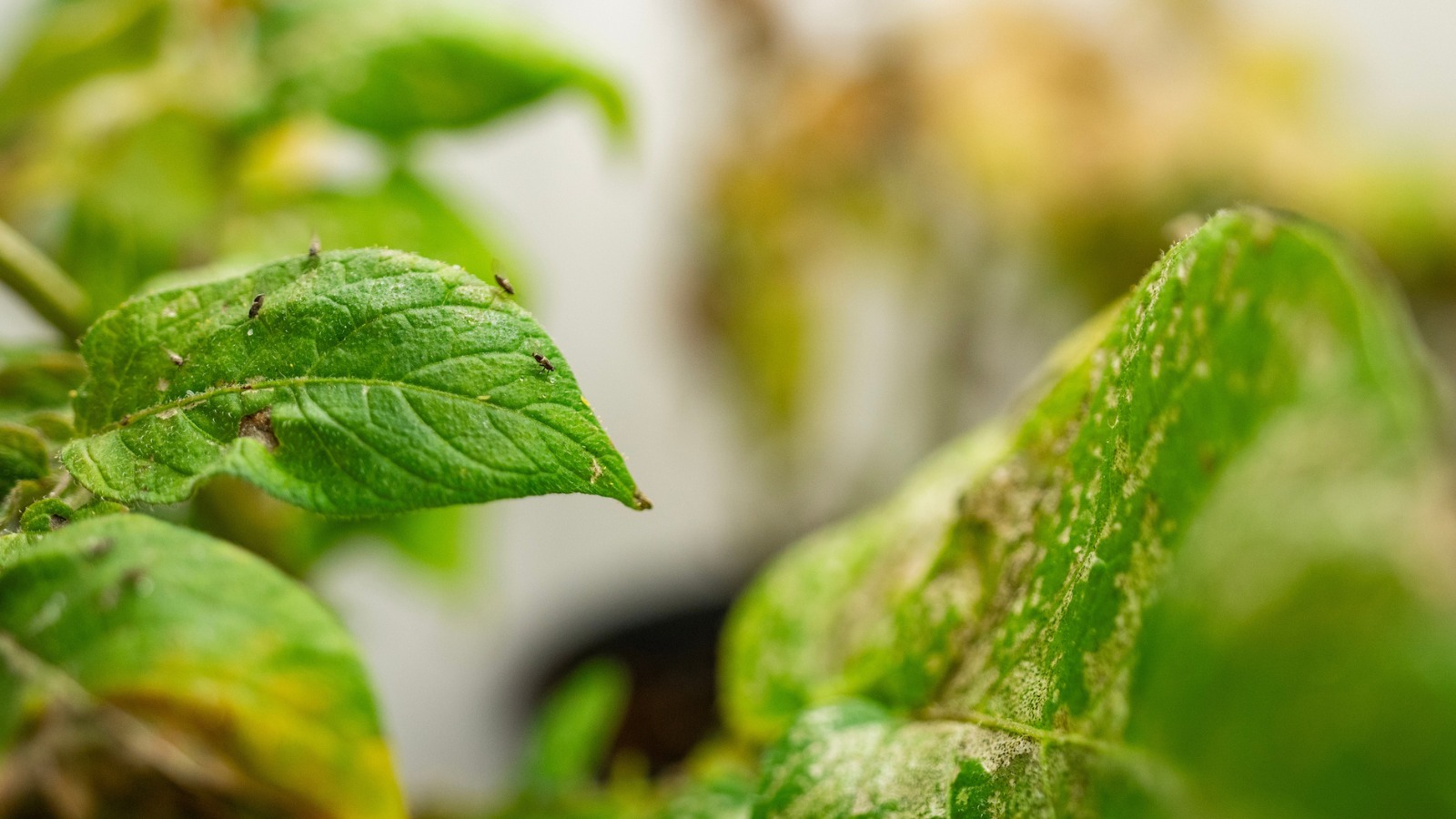 Closeup image of a plant leaf with brown spots and five small insects crawling on it