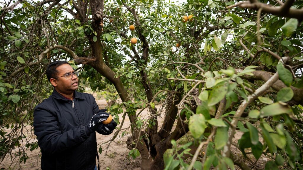 A man holding an orange at the base of an orange tree in the middle of an orchard