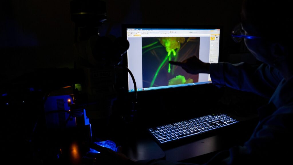 A computer screen showing a close-up of a plant in a dark room