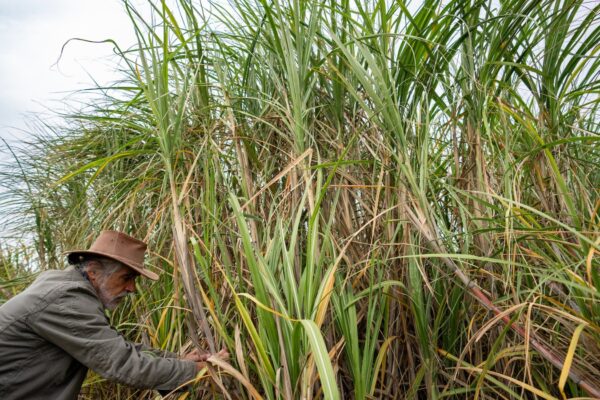 A man in a brown brimmed hat at the base of a tall bunch of energycane