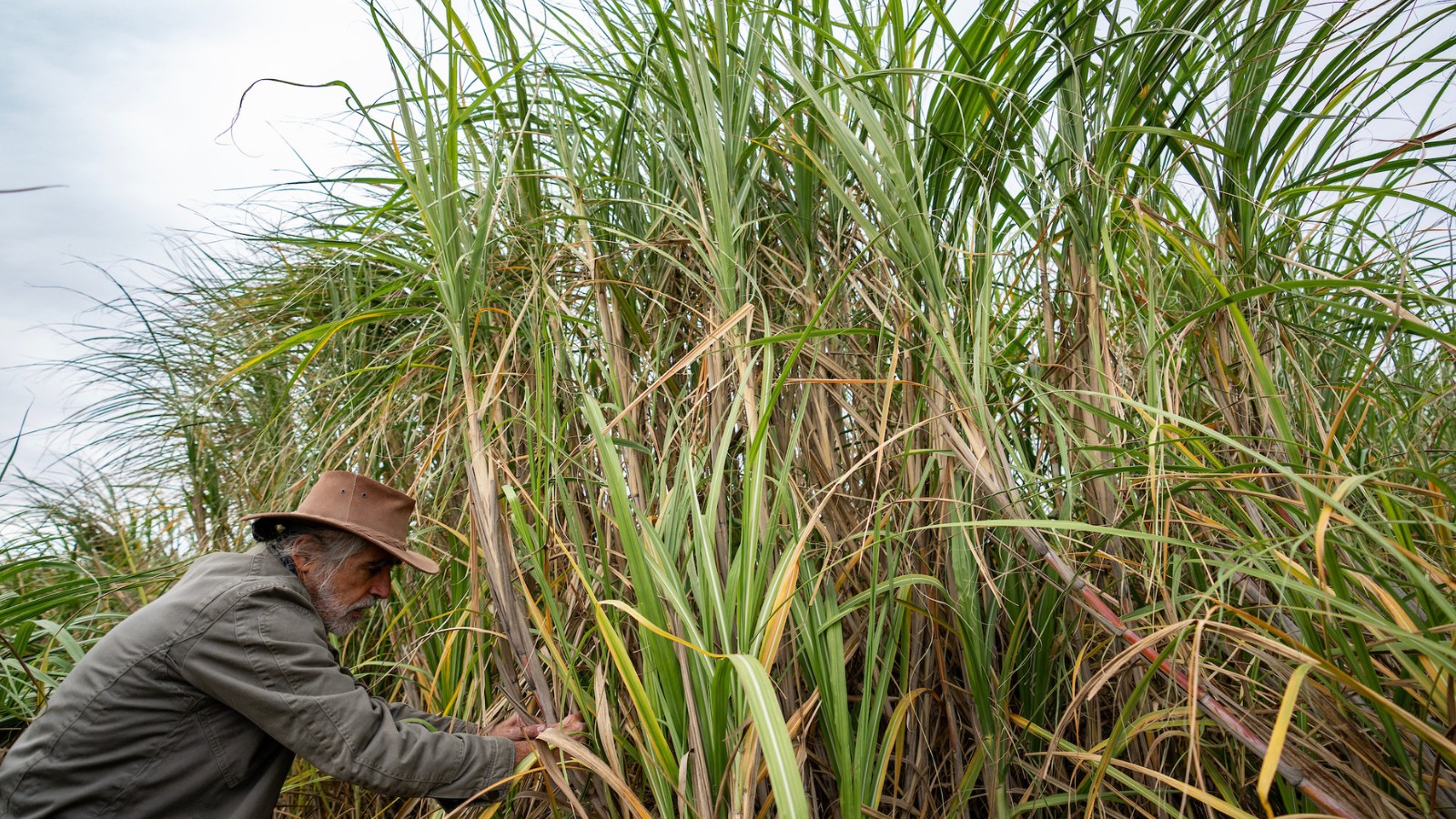 A man in a brown brimmed hat at the base of a tall bunch of energycane