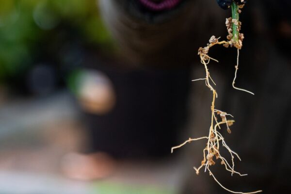 close up image of citrus root hanging over blurred background