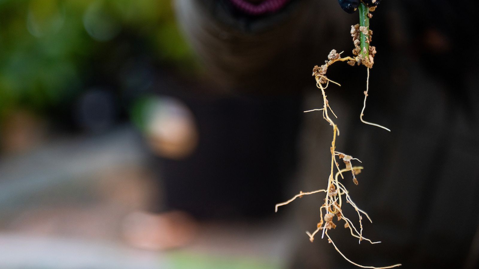 close up image of citrus root hanging over blurred background