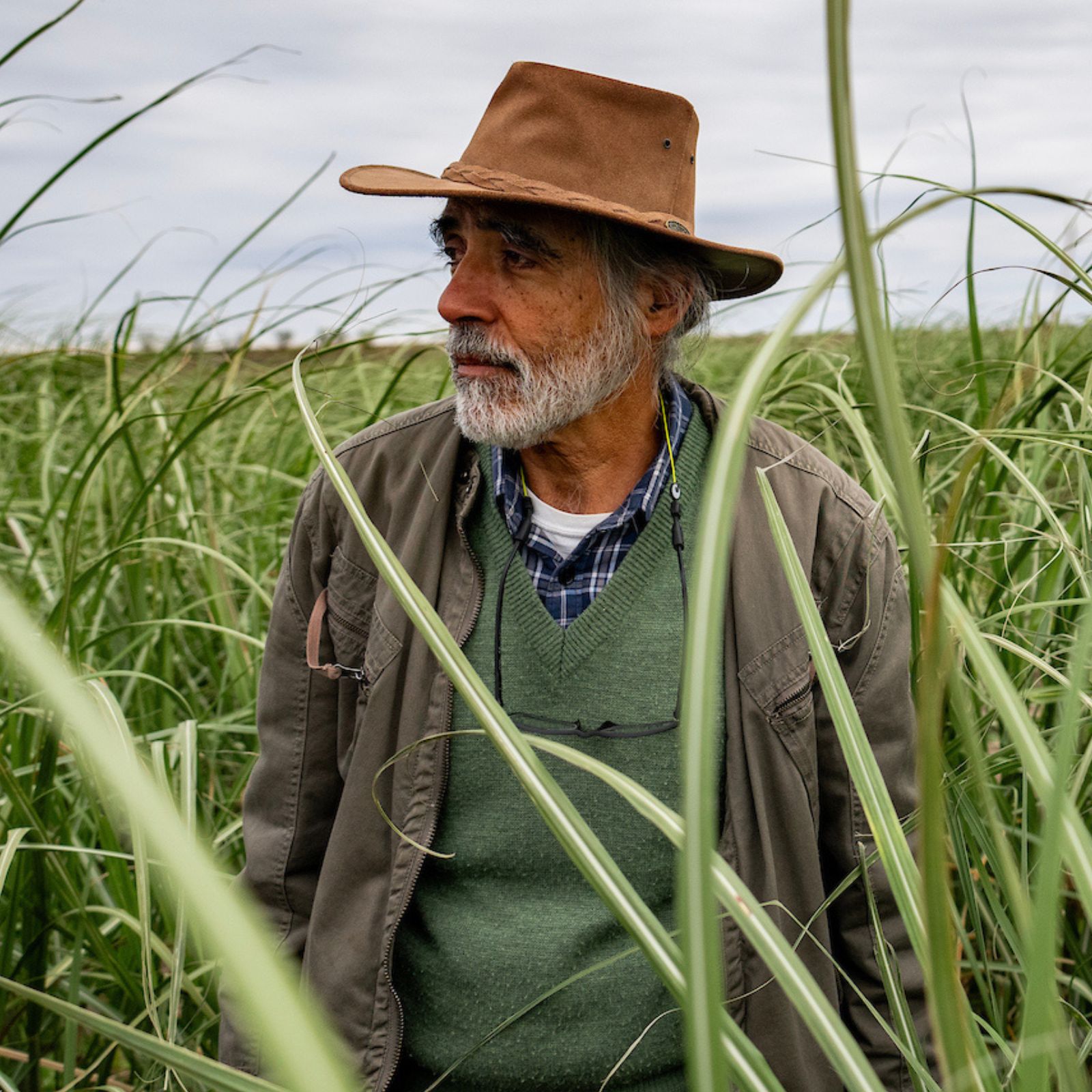 Man in brown brimmed hat standing in an energy cane field