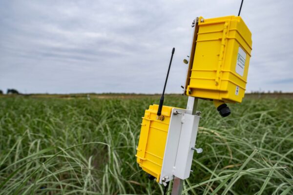 Two industrial plastic boxes on a pole with antennae sticking out of them in the middle of a crop of young energycane