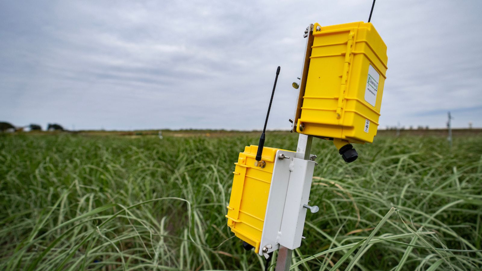 Two industrial plastic boxes on a pole with antennae sticking out of them in the middle of a crop of young energycane 