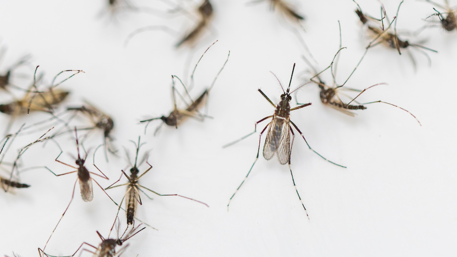 mosquitoes close up white background